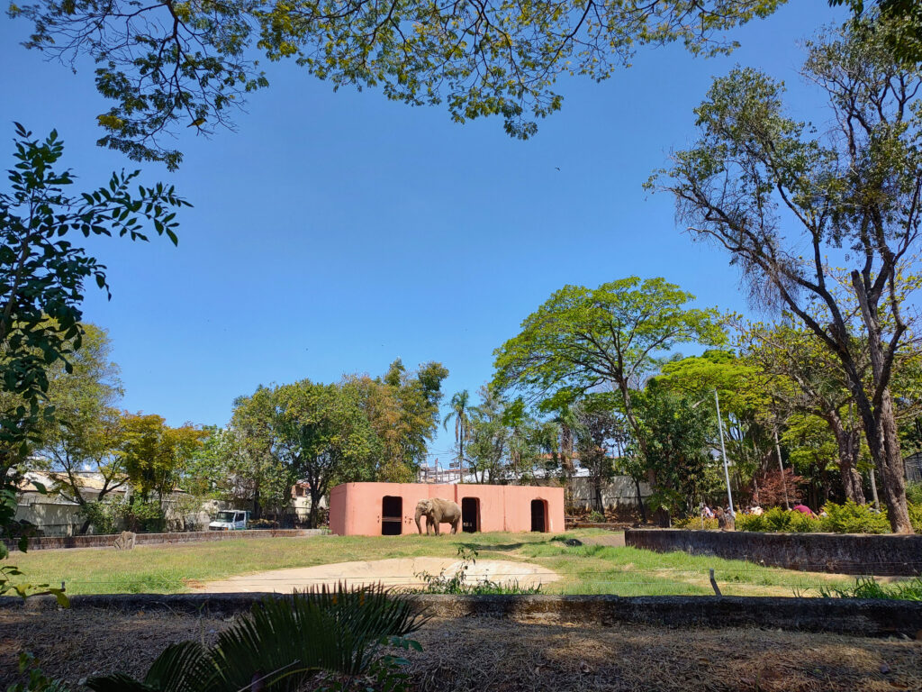 sandro em seu recinto no zoologico de sorocaba onde o elefante permanece desde 1982. credito dyana neres