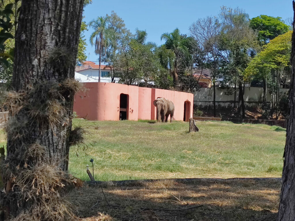 sandro interage com o ambiente do zoologico enquanto decisoes judiciais sobre seu futuro seguem em andamento. credito dyana neres